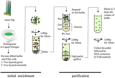 Optimized Method of Extracting Rice <mark class="highlighted">Chloroplast DNA</mark> for High-Quality Plastome Resequencing and de Novo Assembly